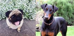 Pug vs Doberman Pinscher - Breed Comparison