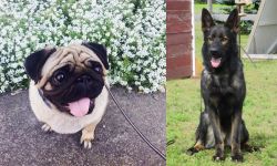 Pug vs East German Shepherd - Breed Comparison
