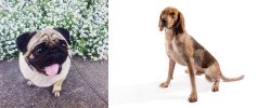 Pug vs English Coonhound - Breed Comparison