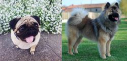 Pug vs Eurasier - Breed Comparison