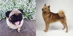Pug vs Finnish Spitz - Breed Comparison