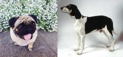 Pug vs Francais Blanc et Noir - Breed Comparison
