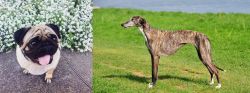 Pug vs Galgo Espanol - Breed Comparison