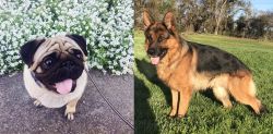 Pug vs German Shepherd - Breed Comparison