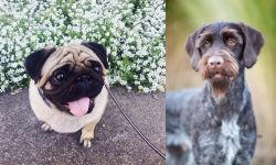 Pug vs German Wirehaired Pointer - Breed Comparison