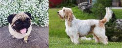 Pug vs Grand Griffon Vendeen - Breed Comparison