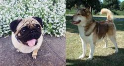 Pug vs Greenland Dog - Breed Comparison