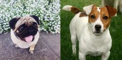 Pug vs Irish Jack Russell - Breed Comparison