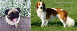 Pug vs Kooikerhondje - Breed Comparison
