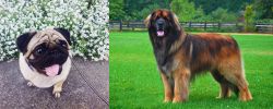 Pug vs Leonberger - Breed Comparison