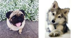 Pug vs Miniature Siberian Husky - Breed Comparison