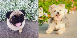 Pug vs Morkie - Breed Comparison