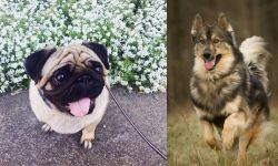 Pug vs Native American Indian Dog - Breed Comparison