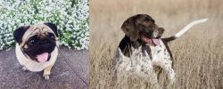 Pug vs Old Danish Pointer - Breed Comparison