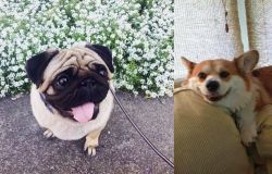 Pug vs Pembroke Welsh Corgi - Breed Comparison