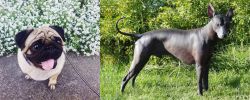Pug vs Peruvian Hairless - Breed Comparison