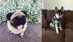Pug vs Pomsky - Breed Comparison