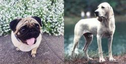 Pug vs Porcelaine - Breed Comparison