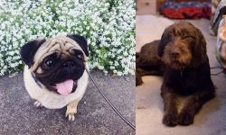 Pug vs Pudelpointer - Breed Comparison