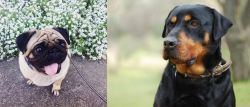 Pug vs Rottweiler - Breed Comparison