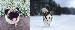 Pug vs Siberian Husky - Breed Comparison
