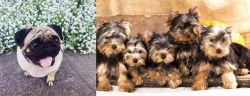 Pug vs Yorkshire Terrier - Breed Comparison
