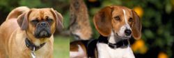 Pugalier vs American Foxhound - Breed Comparison
