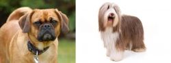 Pugalier vs Bearded Collie - Breed Comparison