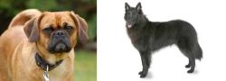 Pugalier vs Belgian Shepherd - Breed Comparison