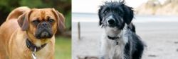 Pugalier vs Bordoodle - Breed Comparison