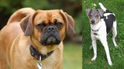 Pugalier vs Brazilian Terrier - Breed Comparison