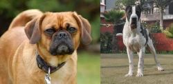 Pugalier vs Bully Kutta - Breed Comparison
