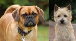 Pugalier vs Cairn Terrier - Breed Comparison