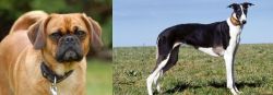 Pugalier vs Chart Polski - Breed Comparison