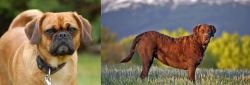 Pugalier vs Chesapeake Bay Retriever - Breed Comparison