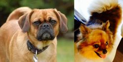 Pugalier vs Chiapom - Breed Comparison