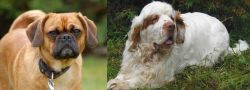 Pugalier vs Clumber Spaniel - Breed Comparison