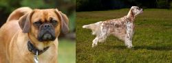 Pugalier vs English Setter - Breed Comparison