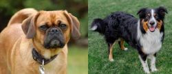Pugalier vs English Shepherd - Breed Comparison