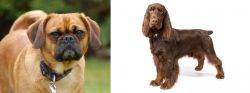 Pugalier vs Field Spaniel - Breed Comparison