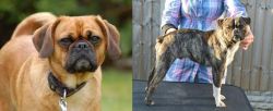 Pugalier vs Fruggle - Breed Comparison