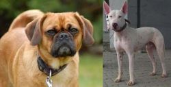 Pugalier vs Gull Terr - Breed Comparison