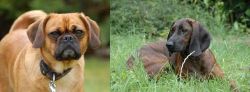 Pugalier vs Hanover Hound - Breed Comparison
