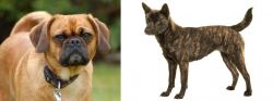 Pugalier vs Kai Ken - Breed Comparison
