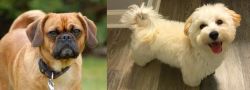 Pugalier vs Maltipoo - Breed Comparison