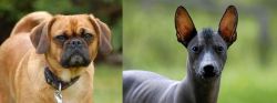 Pugalier vs Mexican Hairless - Breed Comparison