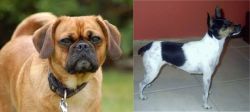 Pugalier vs Miniature Fox Terrier - Breed Comparison