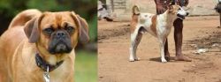 Pugalier vs Pandikona - Breed Comparison