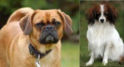 Pugalier vs Phalene - Breed Comparison