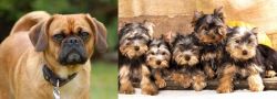 Pugalier vs Yorkshire Terrier - Breed Comparison